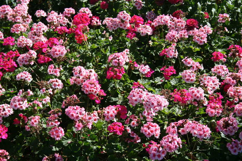 Pink and Red Geraniums — Bright