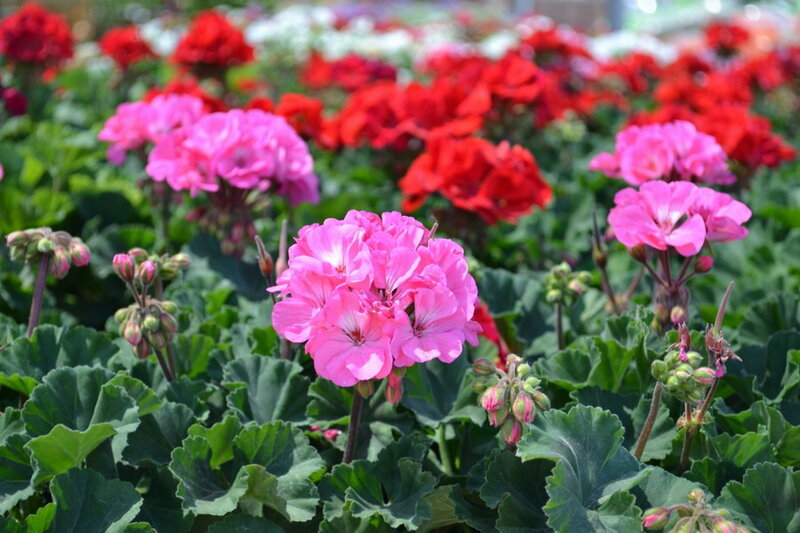Pink and Red Geraniums — Calm, Afternoon