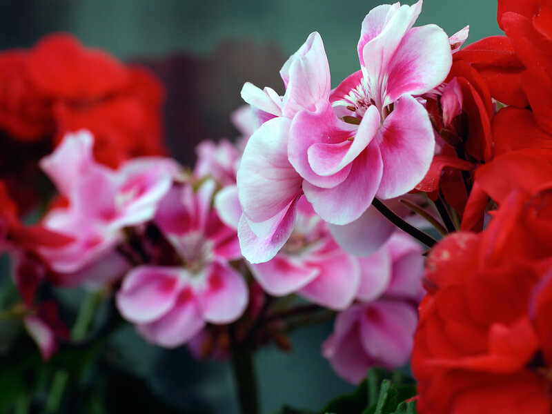 Pink and Red Geraniums — Calm, Photograph