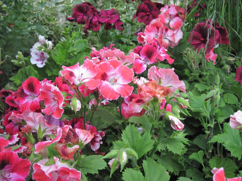 Pink and Red Geraniums — Calm, Summer