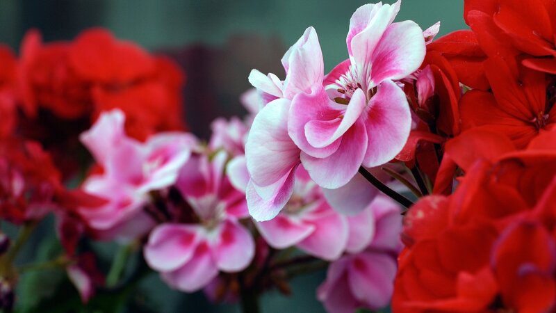 Pink and Red Geraniums — Calm