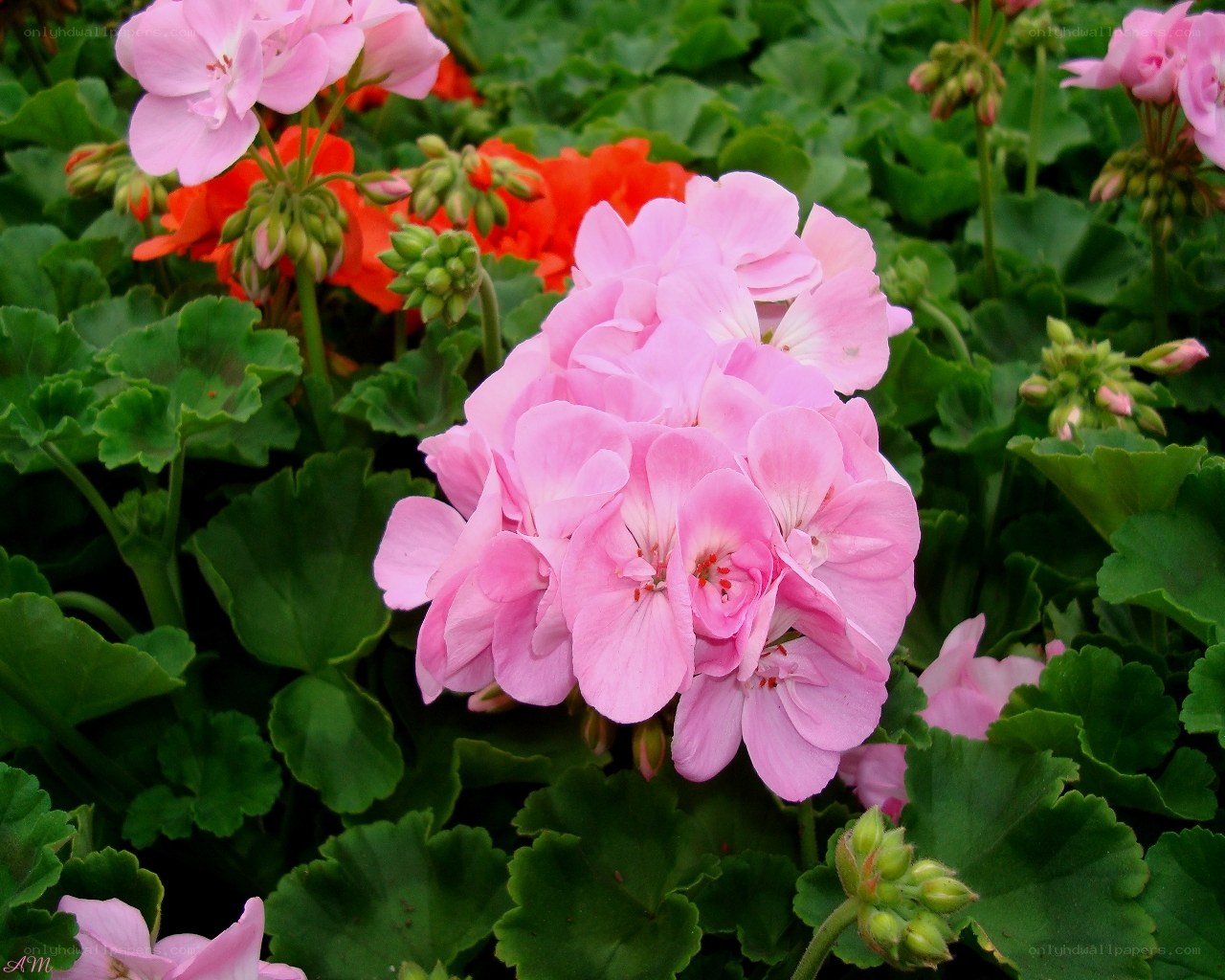 Pink and red geraniums in bloom