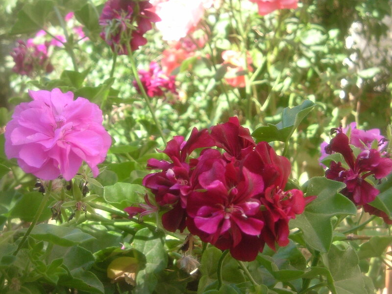 Pink and red geraniums in garden