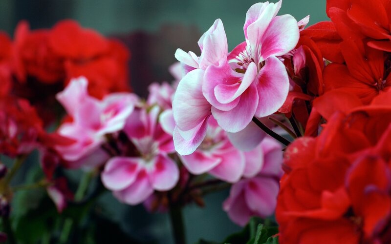 Pink and Red Geraniums