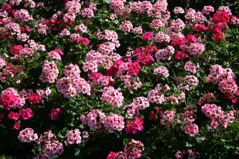 Pink and Red Geraniums — Vibrant, Afternoon
