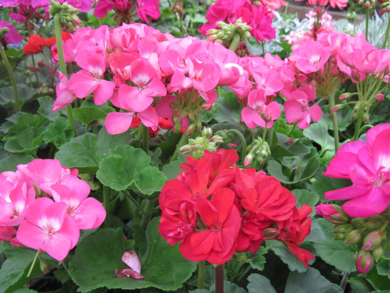 Pink and Red Geraniums — Vibrant, Spring