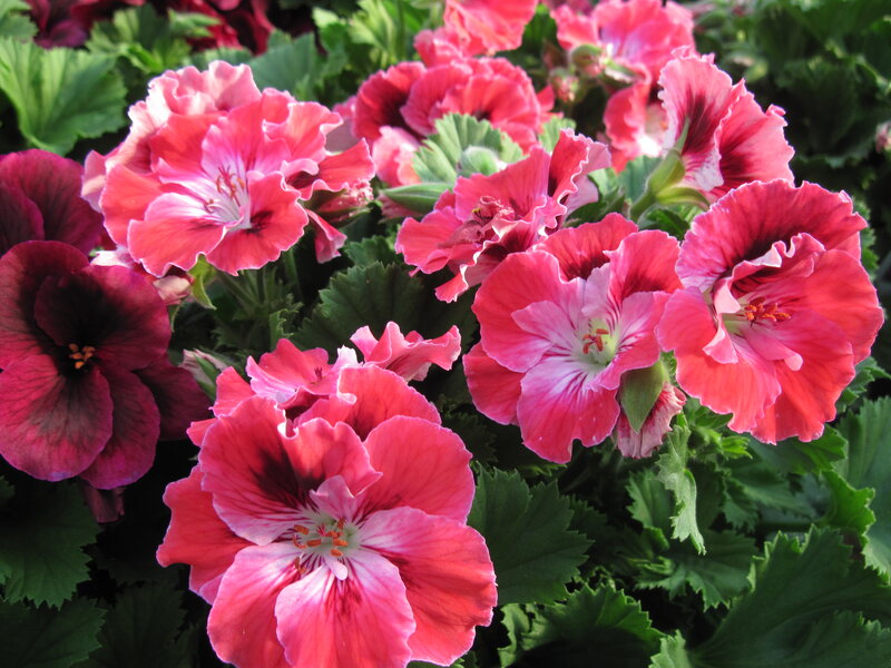 Pink and Red Geraniums — Vibrant