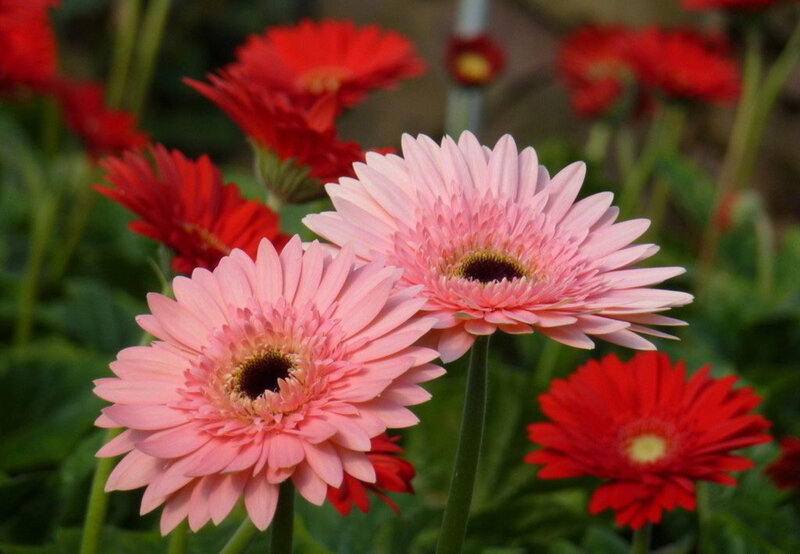 Pink and Red Gerbera Daisies — Calm