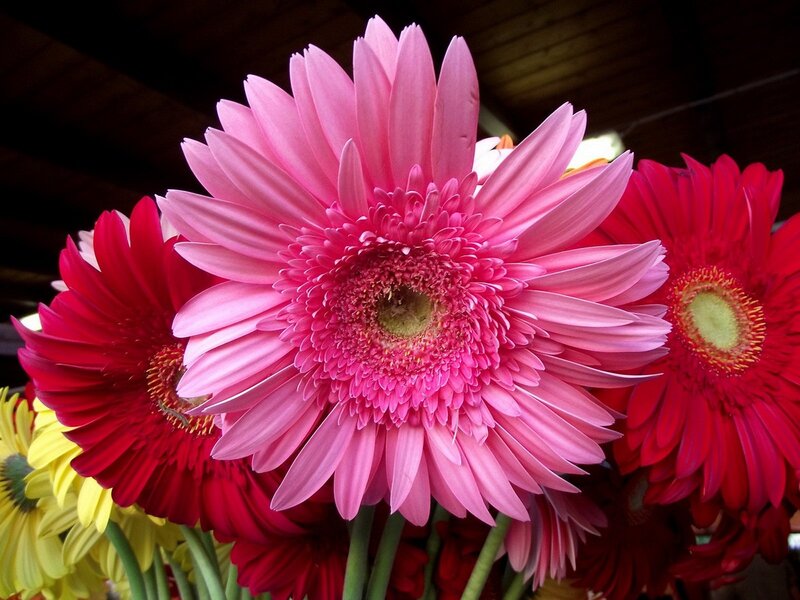 Pink and Red Gerbera Daisies