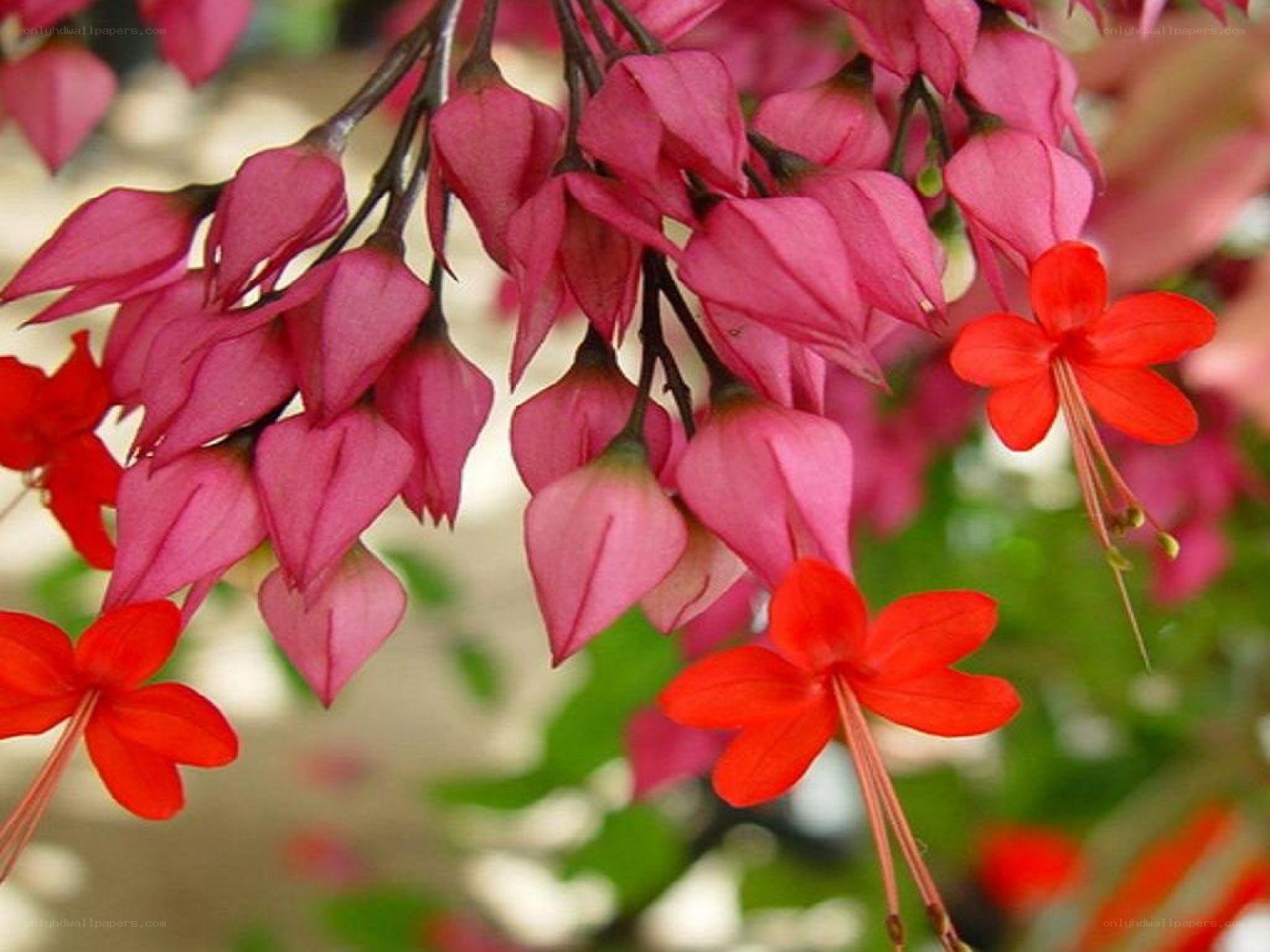 Pink and red hanging flowers
