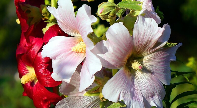 Pink and Red Hollyhock Flowers