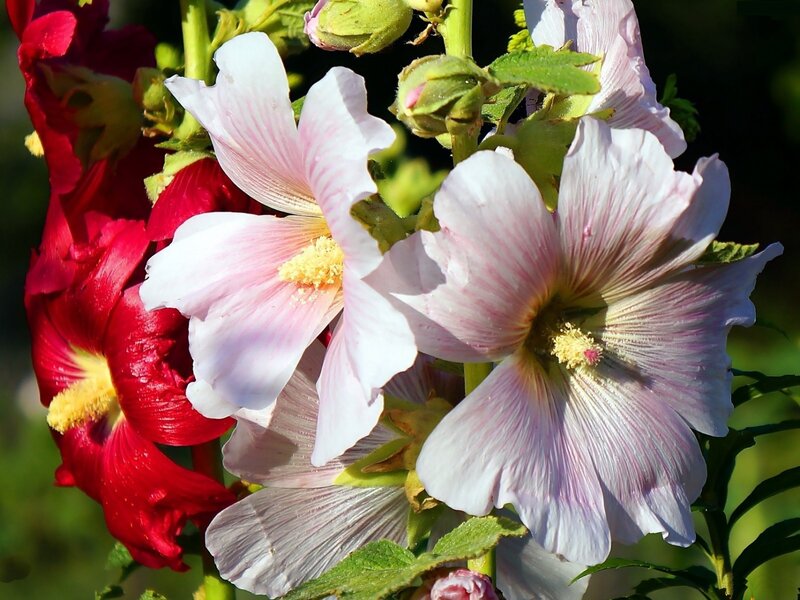 Pink and Red Hollyhock Flowers — White