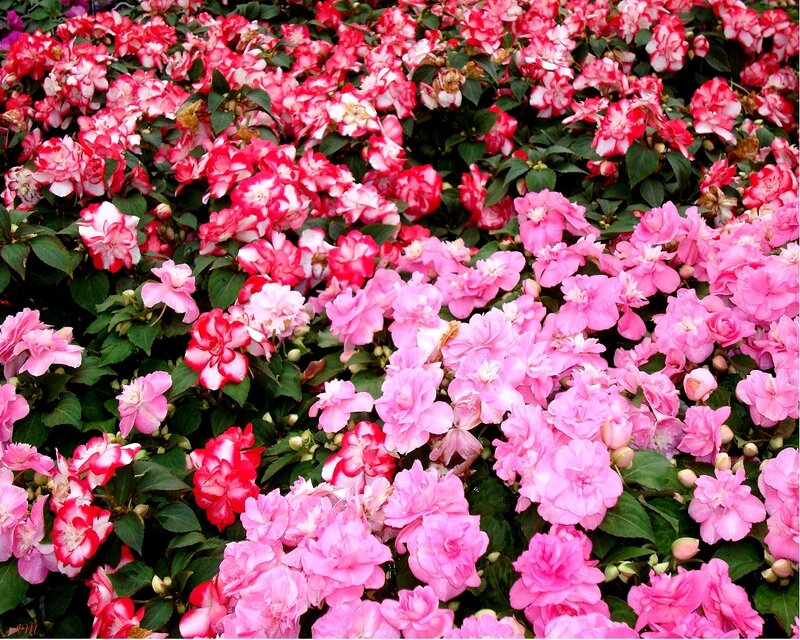 Pink and red impatiens flowers