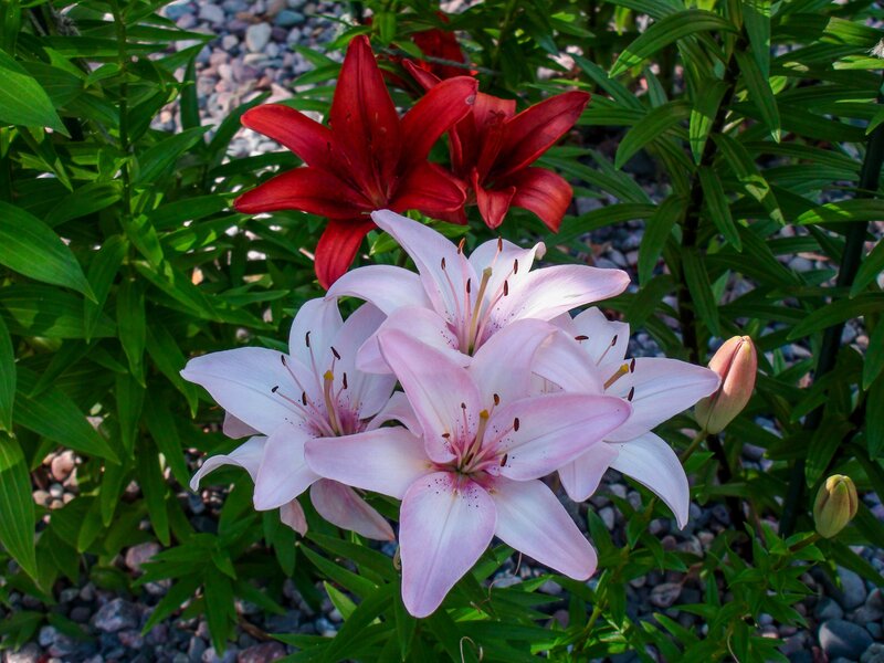 Pink and Red Lilies