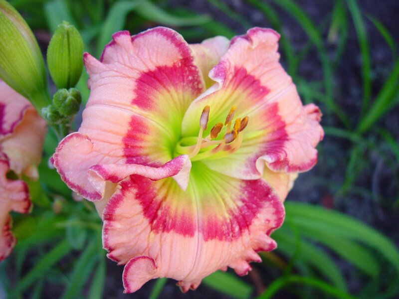 Pink and Red Lily Flower