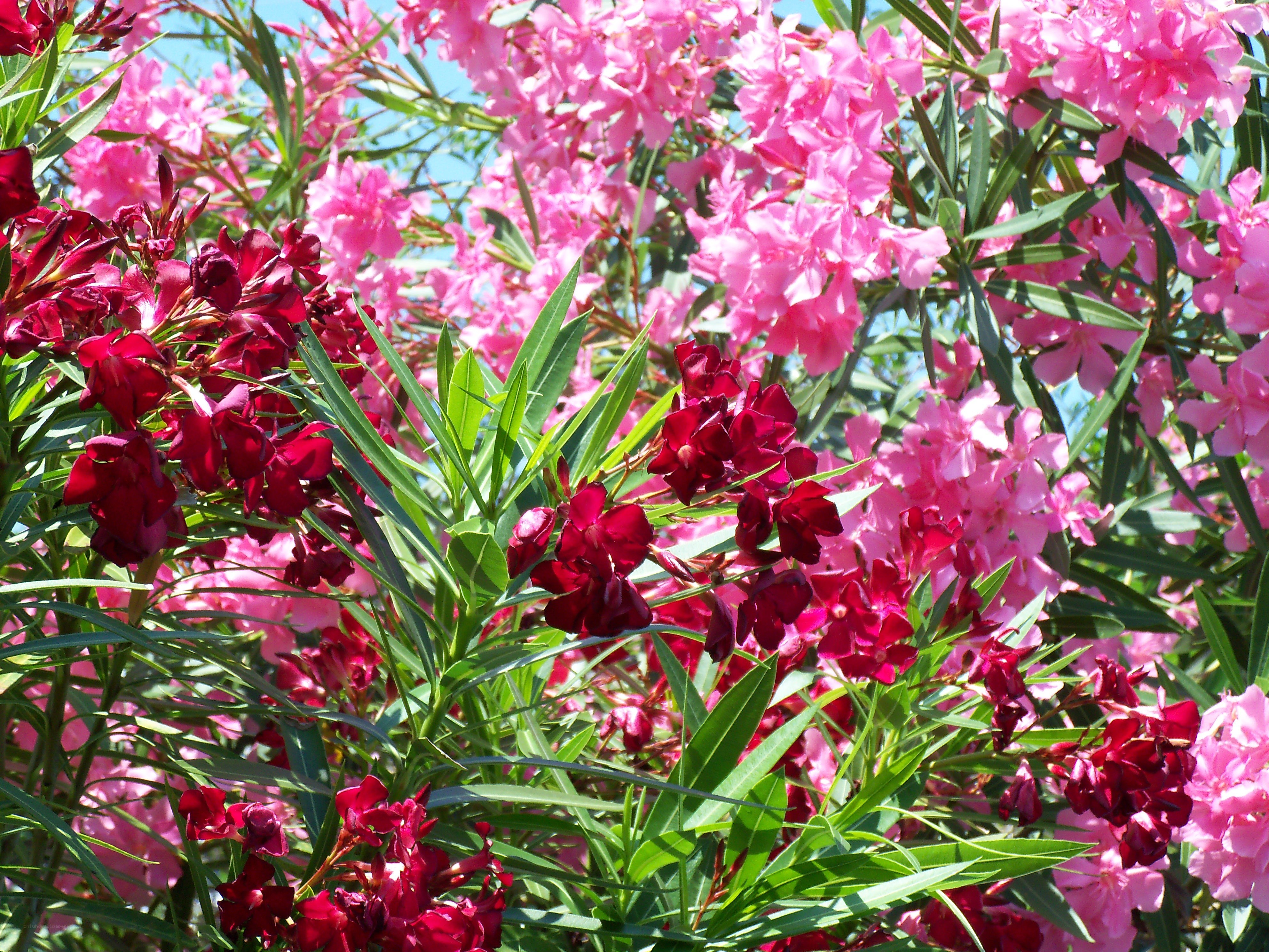 Pink and red oleander flowers