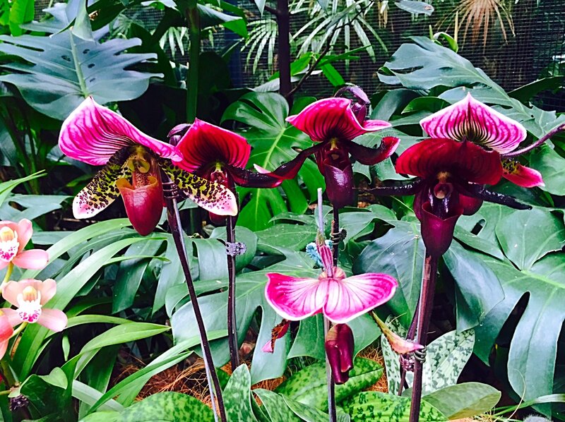 Pink and Red Orchids