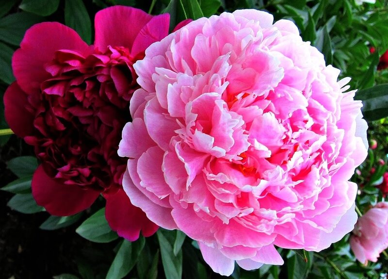Pink and Red Peonies — Serene