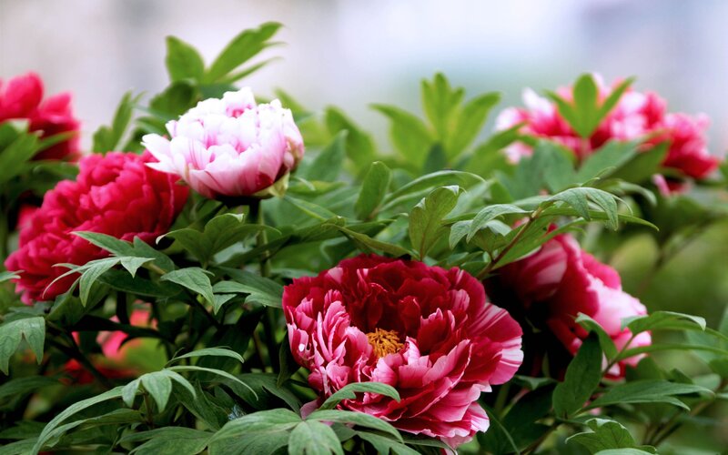 Pink and Red Peonies