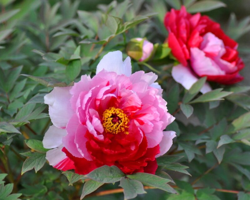 Pink and Red Peony Flower — Serene, Spring, Photograph