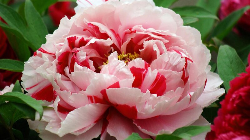Pink and Red Peony Flower — Serene, Spring