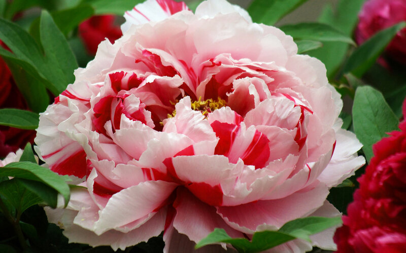 Pink and Red Peony Flower — Serene