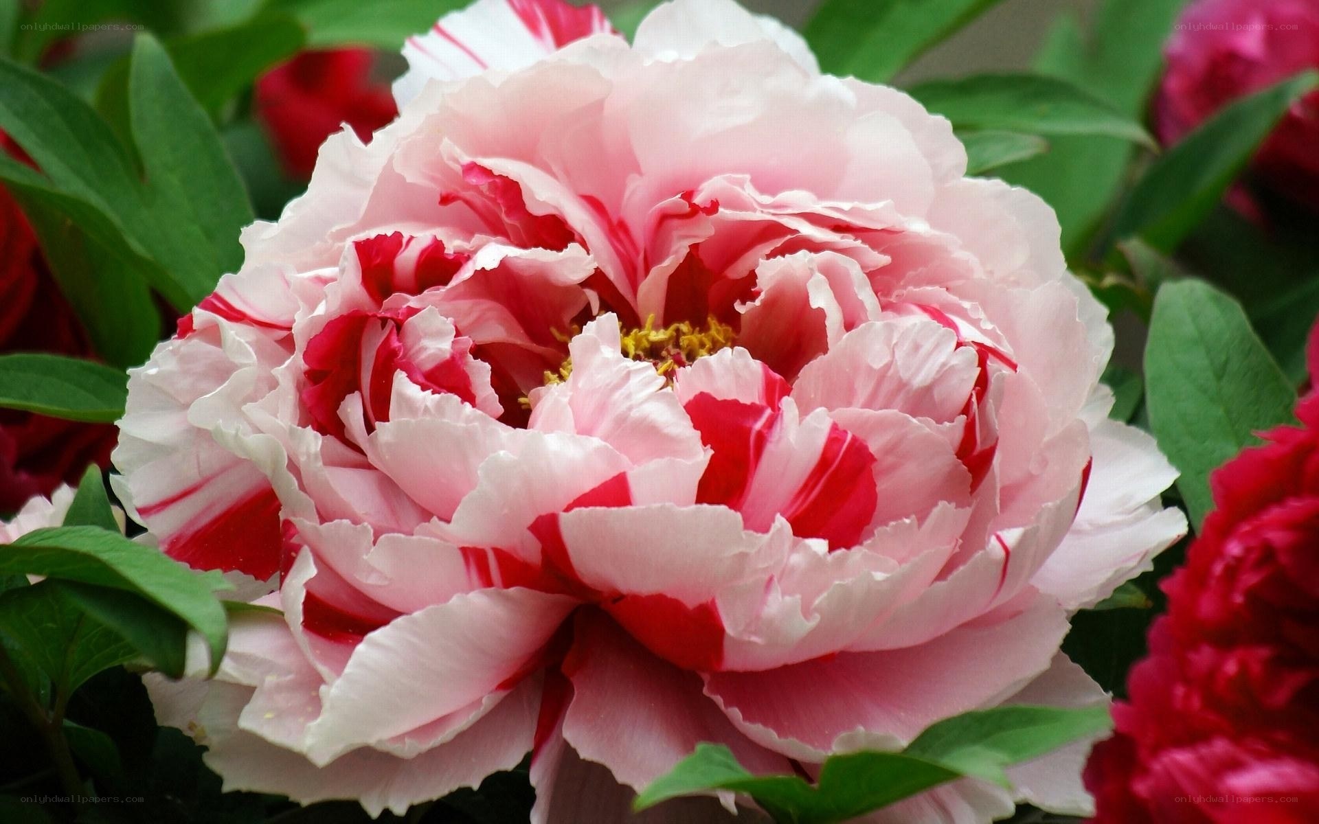 Pink and red peony flower