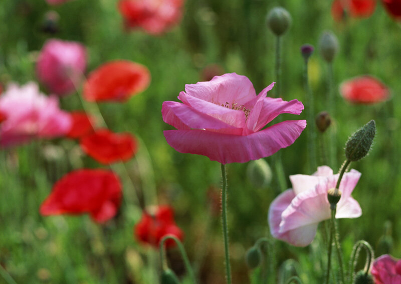 Pink and red poppies in a field