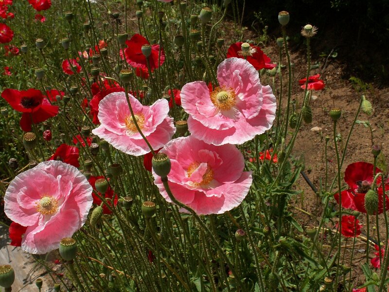 Pink and red poppies in a field