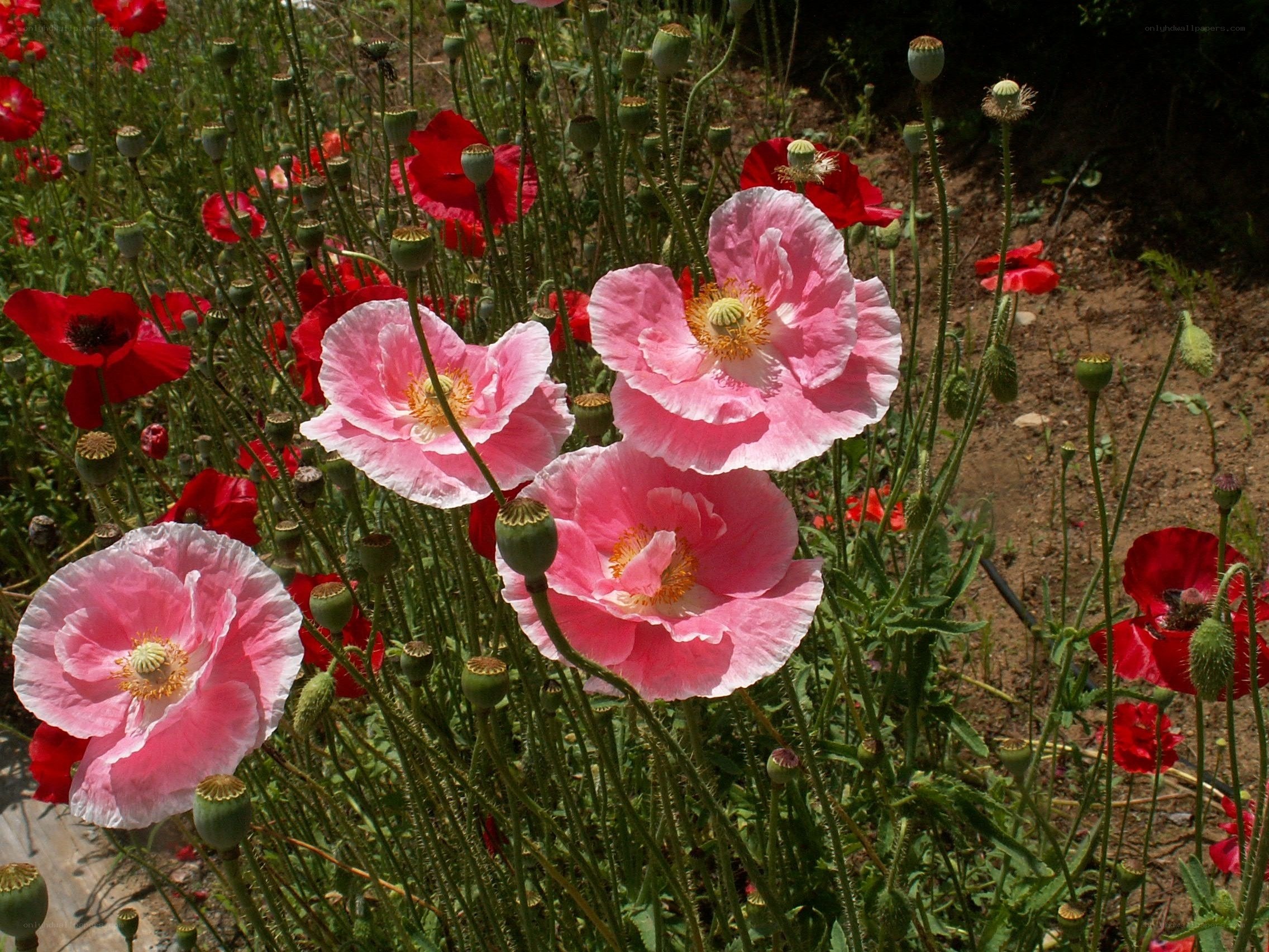 Pink and red poppies in a field