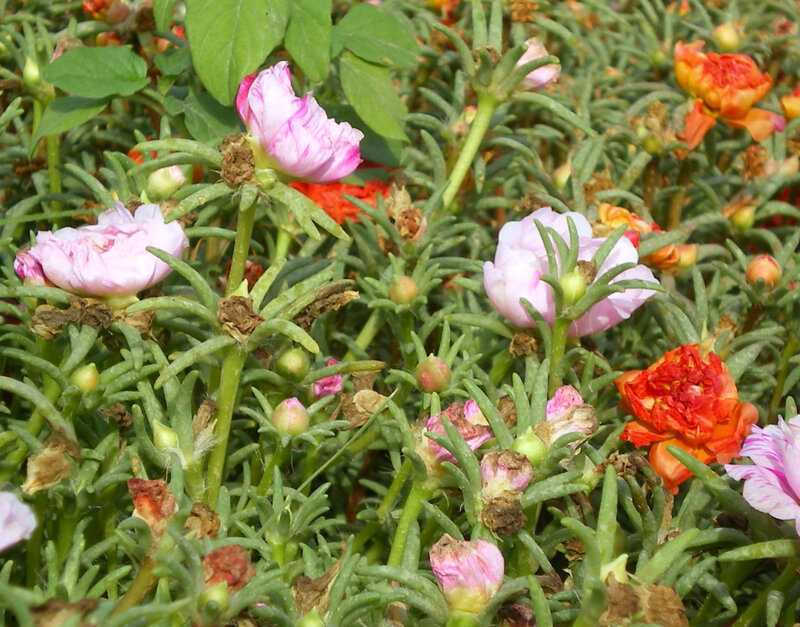 Pink and red portulaca flowers