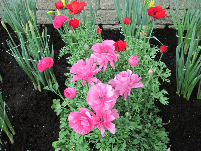 Pink and Red Ranunculus — Calm