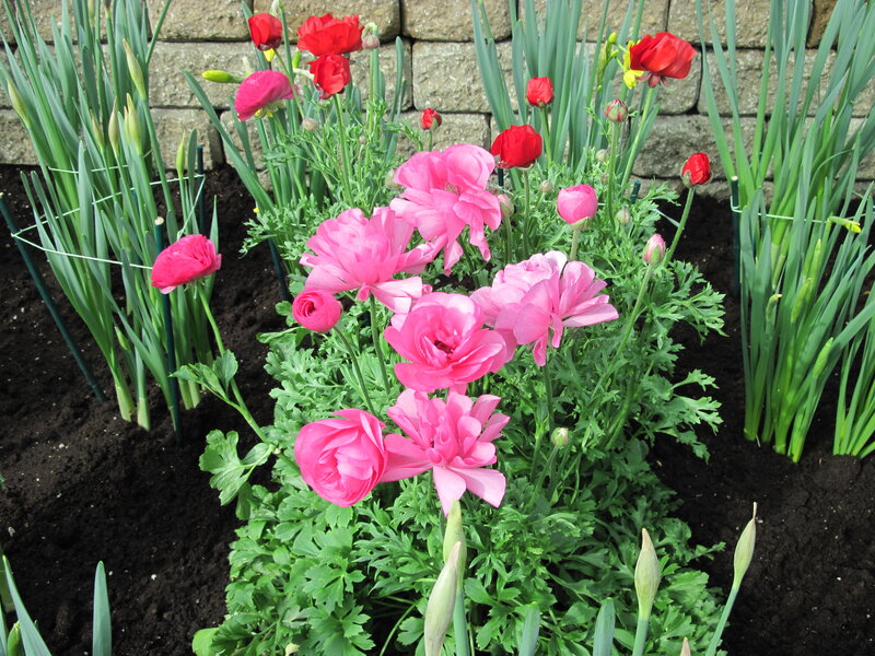 Pink and Red Ranunculus