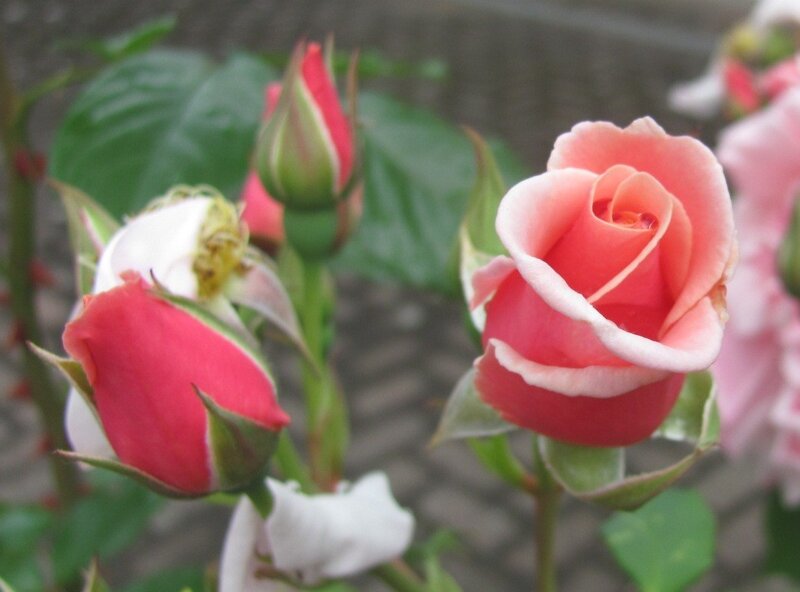 Pink and red rose buds