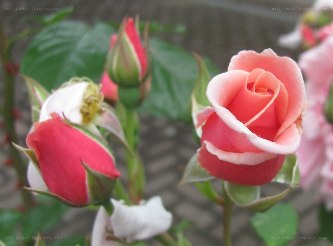 Pink and red rose buds