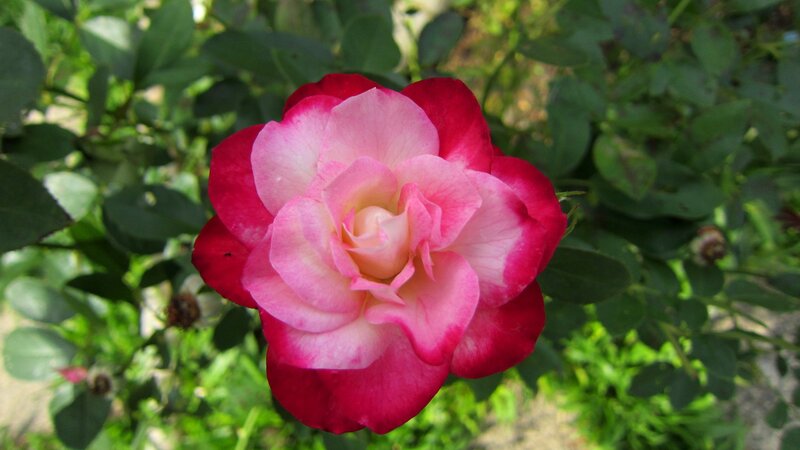 Pink and Red Rose — Calm