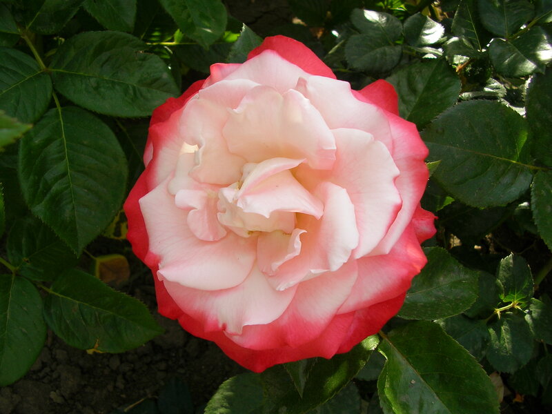 Pink and Red Rose — Serene, Afternoon