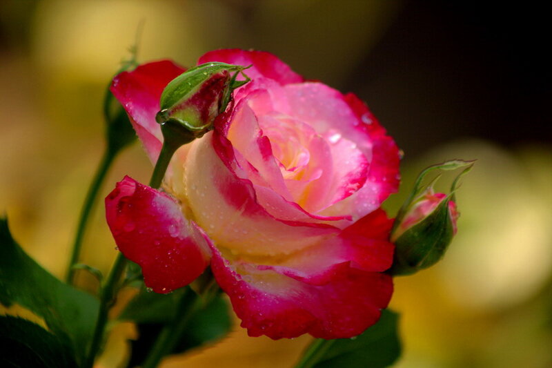 Pink and Red Rose — Serene, Photograph