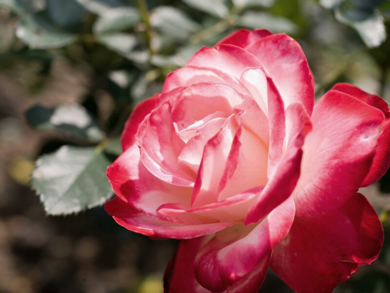 Pink and Red Rose — Serene