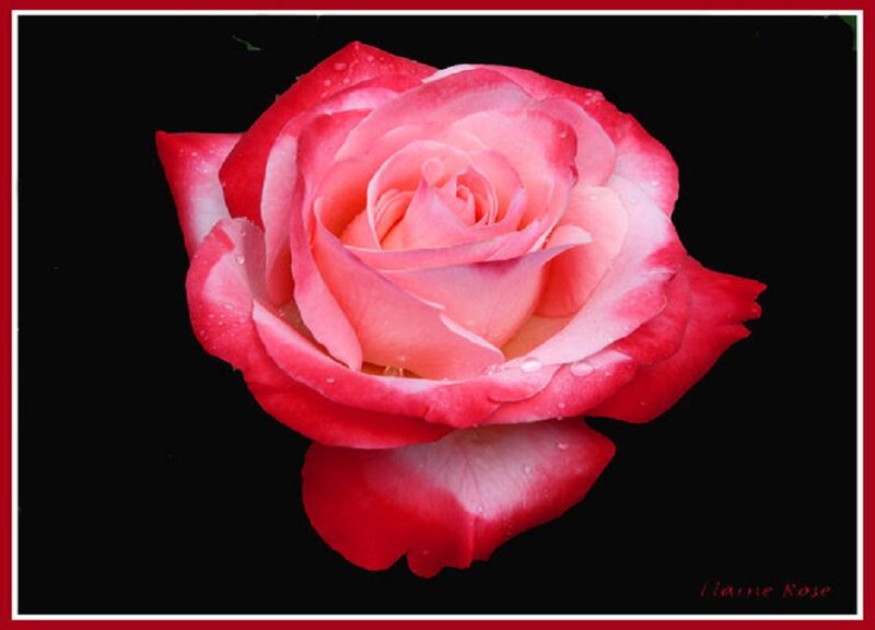 Pink and Red Rose