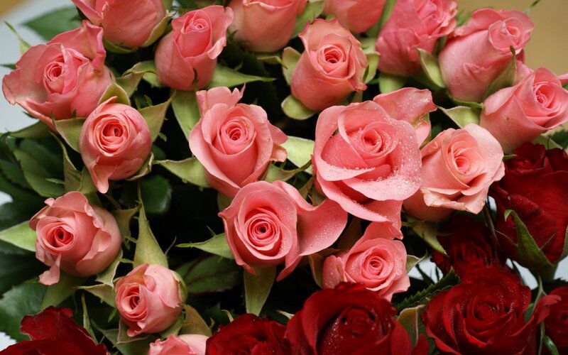 Pink and red roses bouquet
