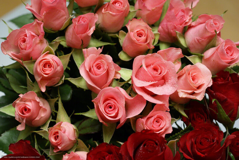 Pink and red roses bouquet