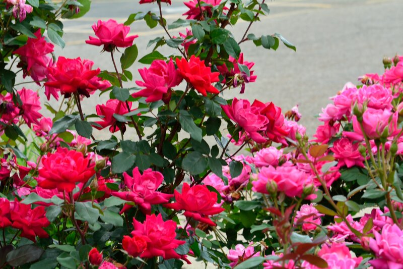 Pink and Red Roses — Calm, Afternoon, Photograph, Bush