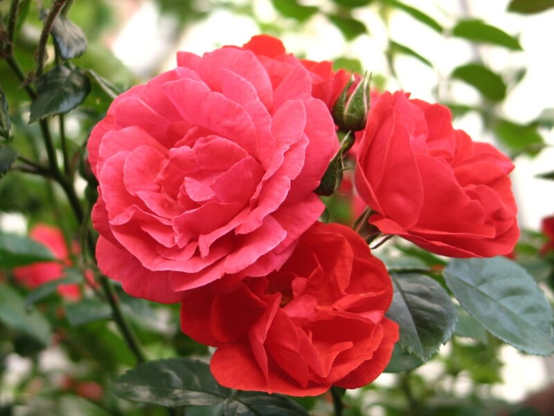 Pink and Red Roses — Calm, Afternoon
