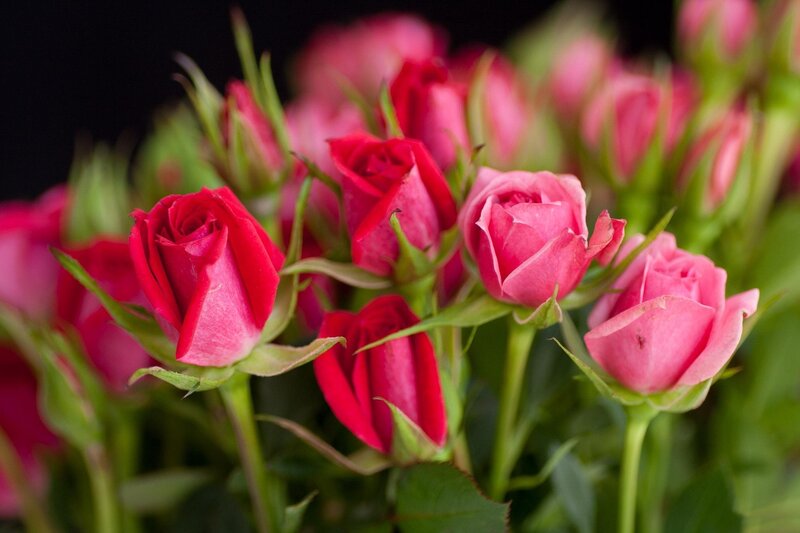 Pink and Red Roses — Calm, Photograph, Buds, Green Leaves