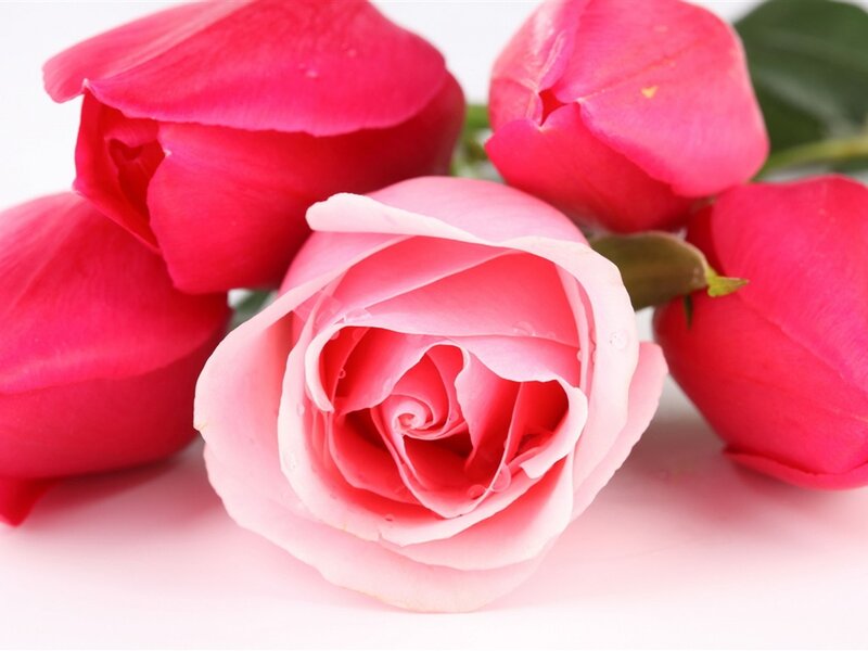 Pink and Red Roses — Calm, Photograph, Buds, Leaves