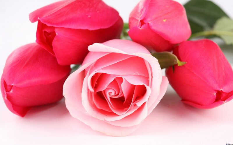 Pink and Red Roses — Calm, Photograph, Buds