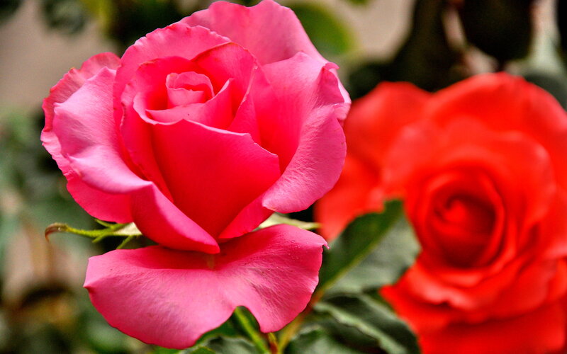 Pink and Red Roses — Calm, Photograph, Flowers, Leaves