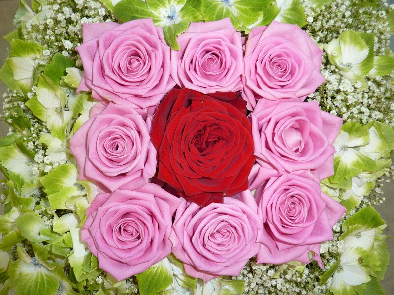 Pink and Red Roses — Calm, Photograph, Green Hydrangeas