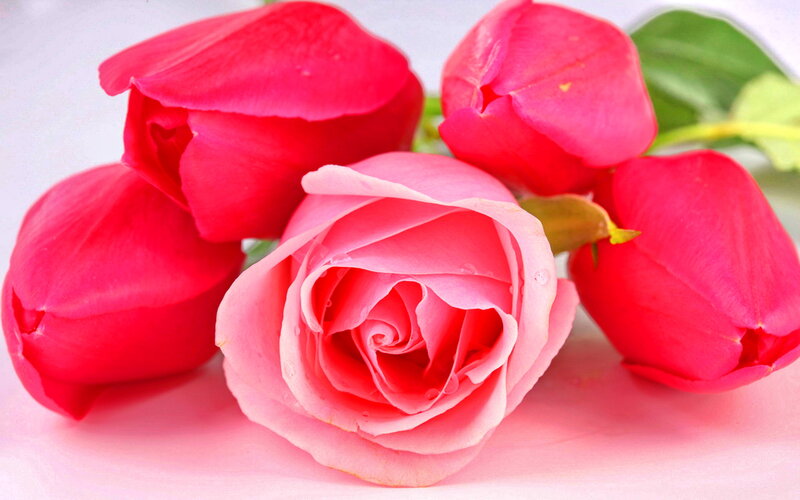 Pink and Red Roses — Calm, Photograph, Green Leaves